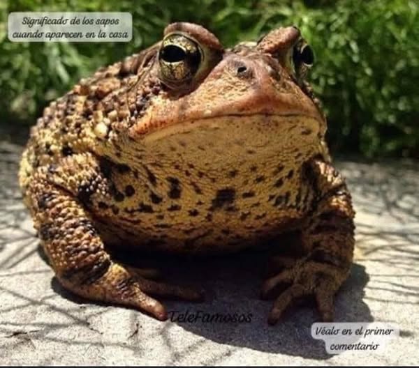 Si encuentras este animal en tu casa tiene un significado especial.